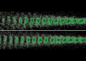 The evolution of a proton bunch in plasma can now be precisely controlled.  A phase shift can be seen between the upper and lower images, which depends on when the seed electron bunch is fed into the plasma. (Image: AWAKE)