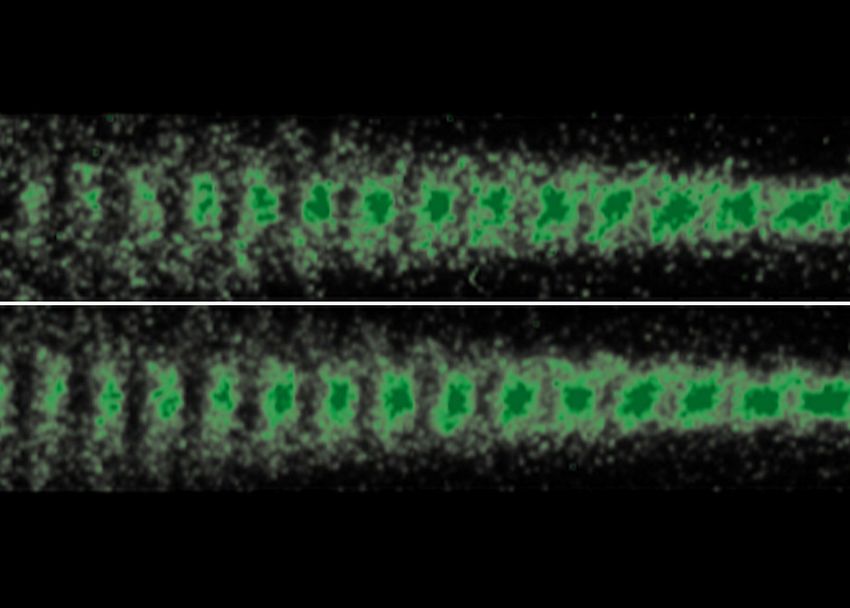 Die Entwicklung eines Protonenpakets im Plasma lässt sich jetzt exakt steuern.  Zwischen dem oberen und dem unteren Bild ist eine Phasenverschiebung zu erkennen, die davon abhängt, wann das Start-Elektronenbündel in das Plasma eingespeist wird. (Bild: AWAKE)