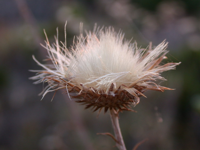 DSCN5094