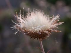 DSCN5094